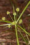 Baldwin's flatsedge